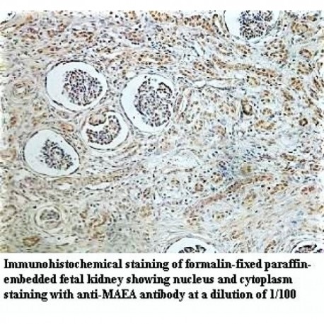 MAEA Antibody