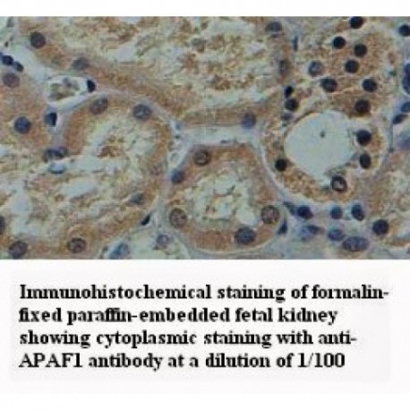 APAF1 Antibody