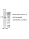 MICALL2 Antibody