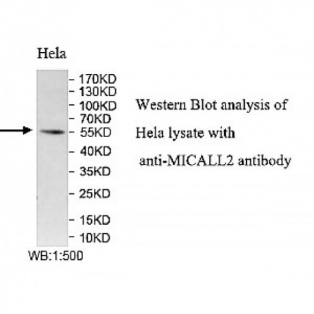 MICALL2 Antibody