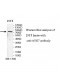 ATG7 Antibody