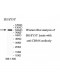 CD166 Antibody