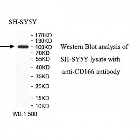 CD166 Antibody