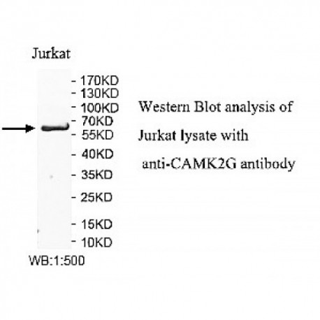 CAMK2G Antibody