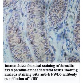 BRWD3 Antibody