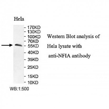 NFIA Antibody