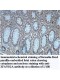 ZFAND2A Antibody