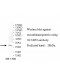 DFNB59 Antibody