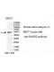 DARS2 Antibody