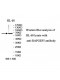 RAPGEF5 Antibody