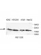 UBE2A Antibody