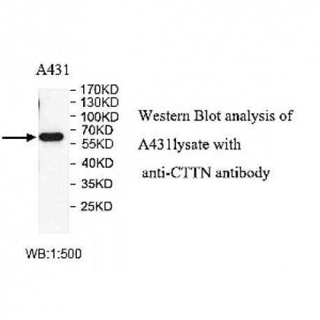 CTTN Antibody