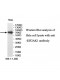 EIF2AK1 Antibody