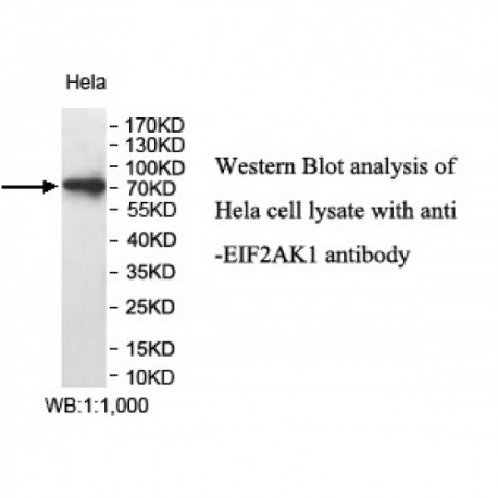 EIF2AK1 Antibody