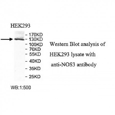 NOS3 Antibody