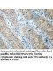TES Antibody
