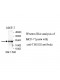TMED2 Antibody