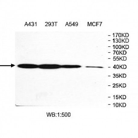 MAP2K1 Antibody