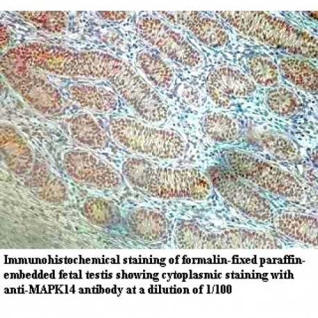 MAPK14 Antibody