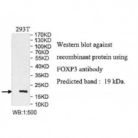 FOXP3 Antibody