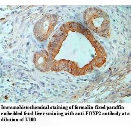 FOXP2 Antibody