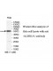 ALDH1A1 Antibody