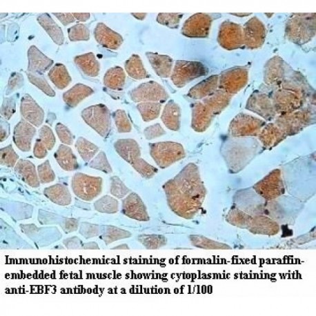 EBF3 Antibody