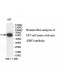 EBF3 Antibody