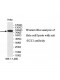 ECE1 Antibody