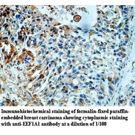 EEF1A1 Antibody