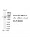 EIF2A Antibody