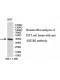 EIF2B2 Antibody