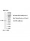 EIF3F Antibody