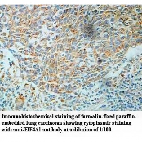 EIF4A1 Antibody