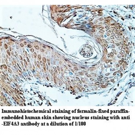 EIF4A3 Antibody