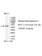 EIF4A3 Antibody