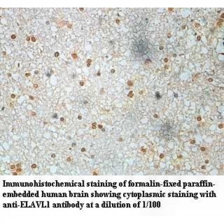 ELAVL1 Antibody