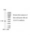 ELAVL1 Antibody