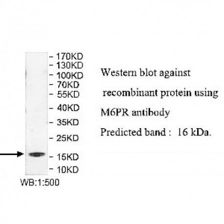 M6PR Antibody