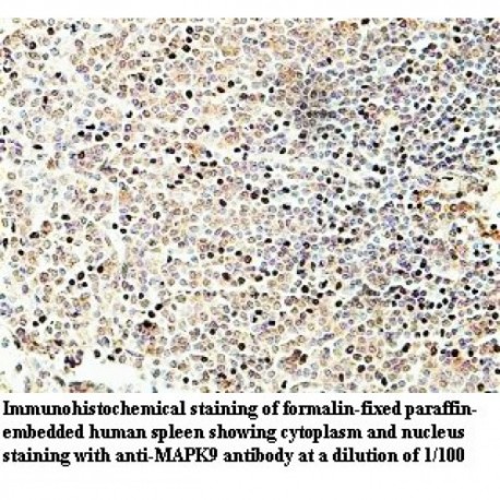 MAPK9 Antibody