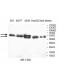 MAPK9 Antibody