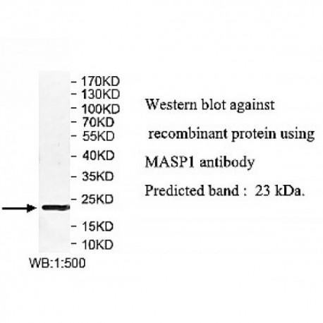 MASP1 Antibody