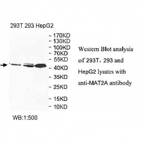 MAT2A Antibody