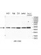 MBNL3 Antibody