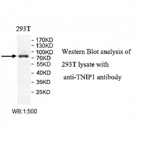 TNIP1 Antibody