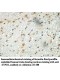 UTP11L Antibody