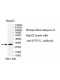 UTP11L Antibody