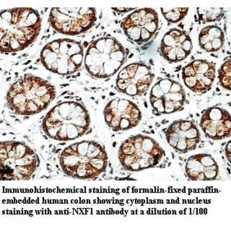 NXF1 Antibody