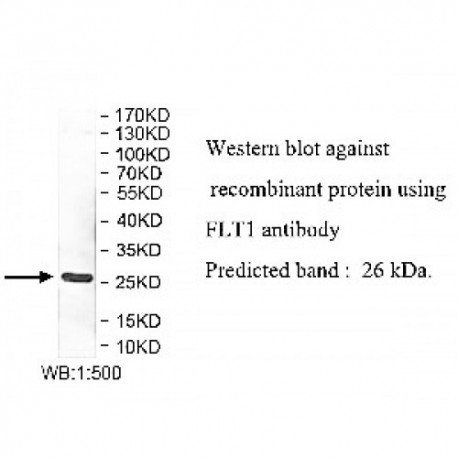 FLT1 Antibody