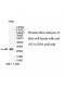 HLA-DOA Antibody